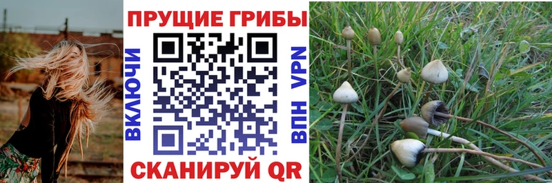 ОМГ ОМГ ссылки  Невель  Псилоцибиновые грибы GOLDEN TEACHER 